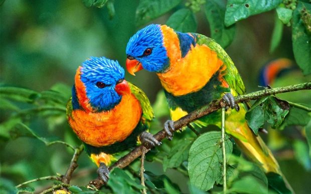 Lorikeet Bird Full HD Image.