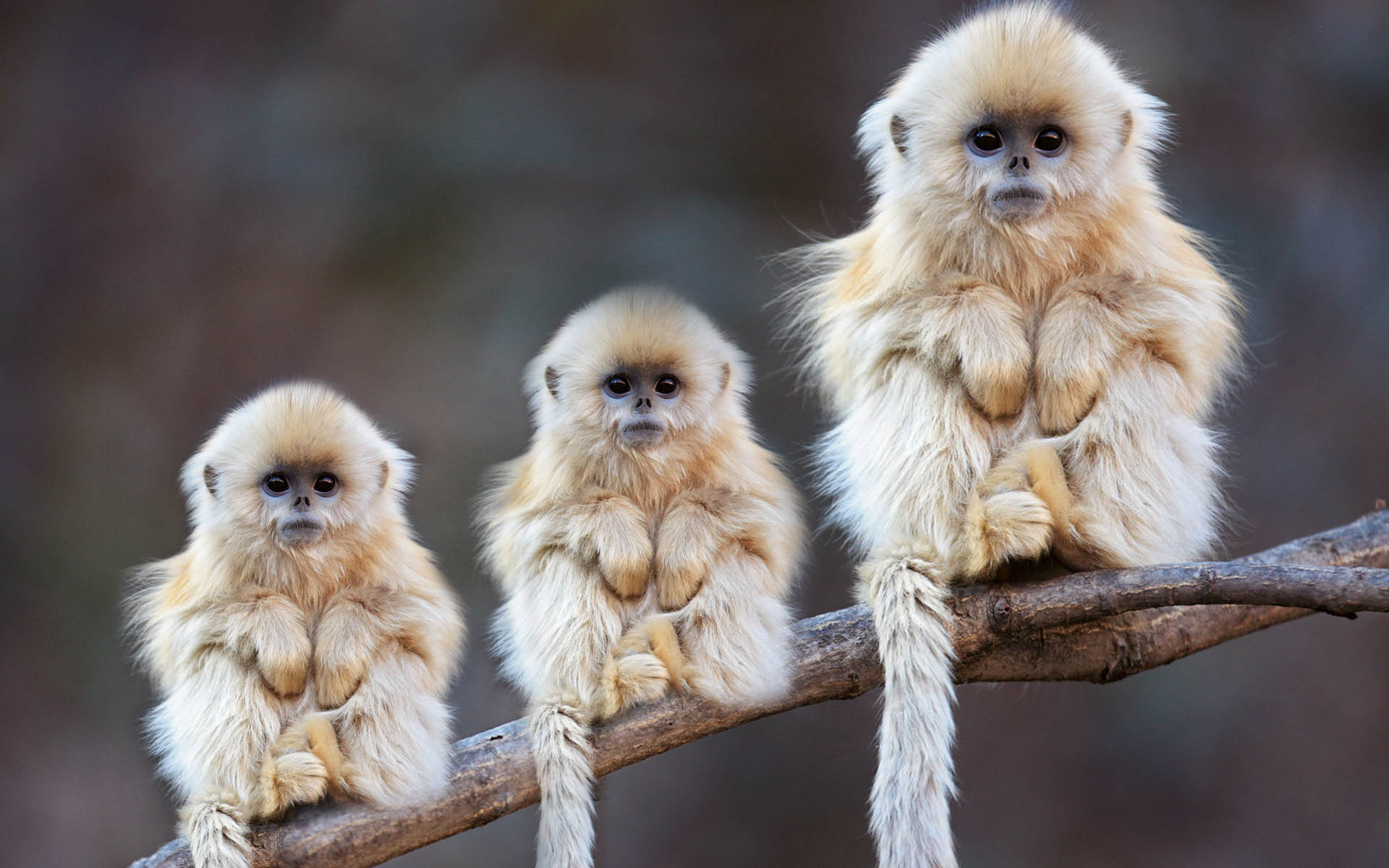 Download Monkey wallpapers for mobile phone free Monkey HD pictures