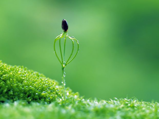 Macro Flower Nature Grass Green Photo Wallpaper HD Desktop Mobile.