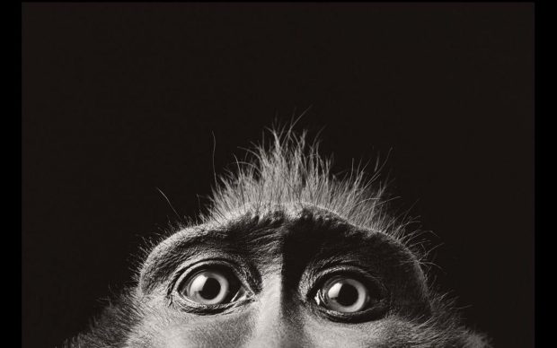 Monkey Eyes Monochrome Animals Photo.