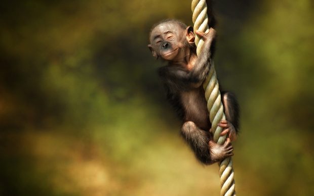 Monkey HD Wallpapers.