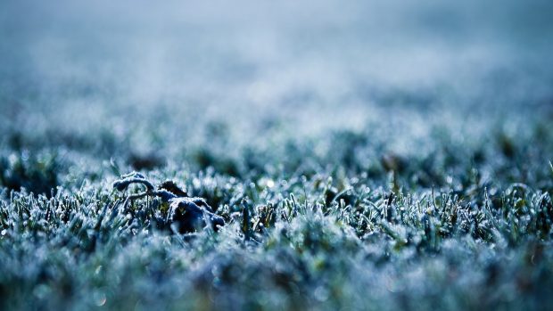 Nature grass frozen wallpapers 1920x1080.