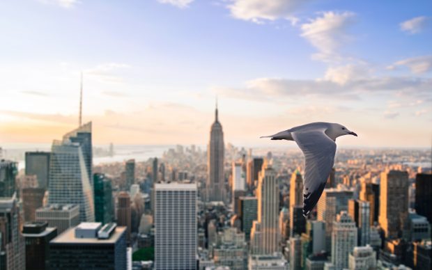 New york city seagull.
