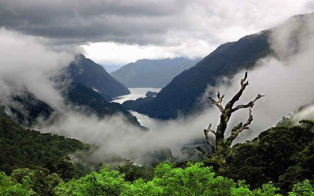 Newealand fog mountain trees pictures widescreen wallpapers.