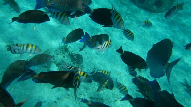 Oceans underwater cozumel fish reef high resolution.