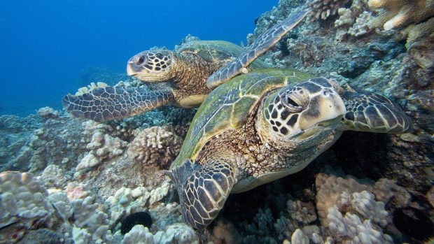 Pair of Underwater Green Sea Turtle.