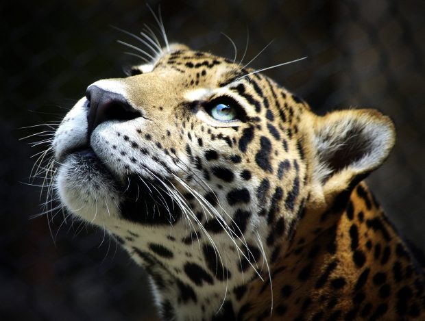 Photos Download Leopard HD Wallpaper High Resolution.