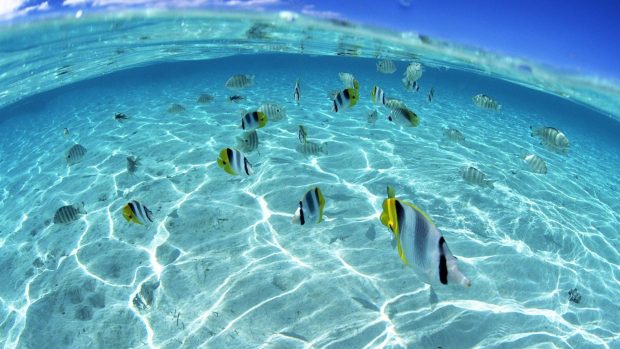 Photos Underwater Wallpapers HD.