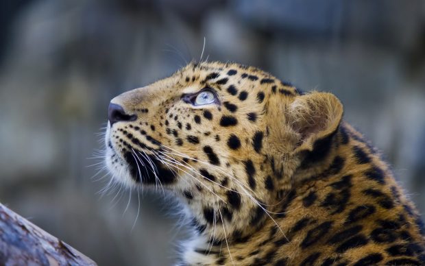 Pictures Download Leopard Backgrounds.