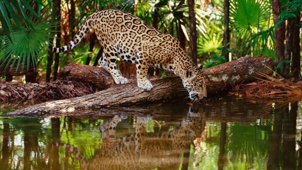 Pictures Download Leopard Wallpapers HD.