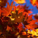 Pictures Fall leaves desktop wallpapers.