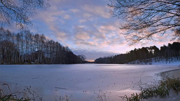 Pond grass ice winter frost freshness silence evening frozen backgrounds.