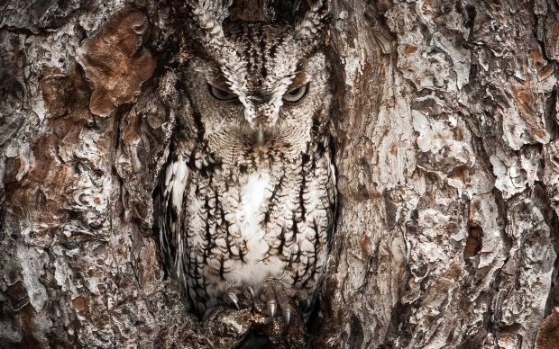 Realtree Camouflage Owl Animal HD Wallpapers.