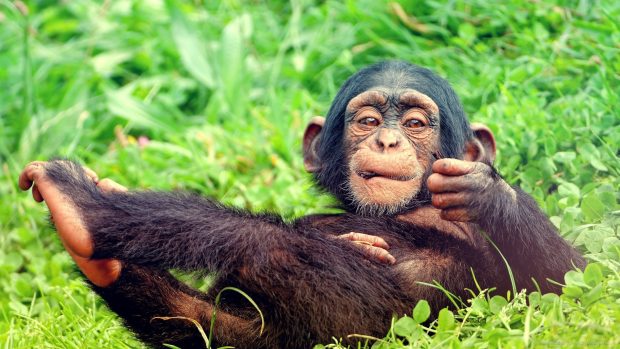 Resting Baby Monkey Image.