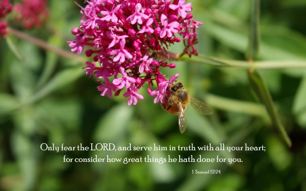 Scripture Image HD.