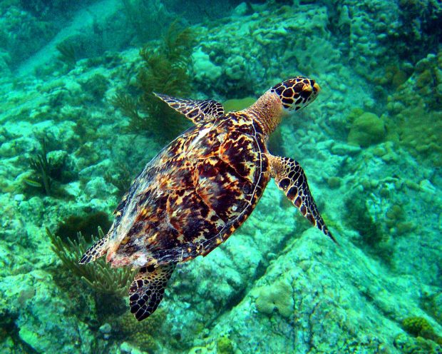 Sea Turtle Wallpaper Free Download.