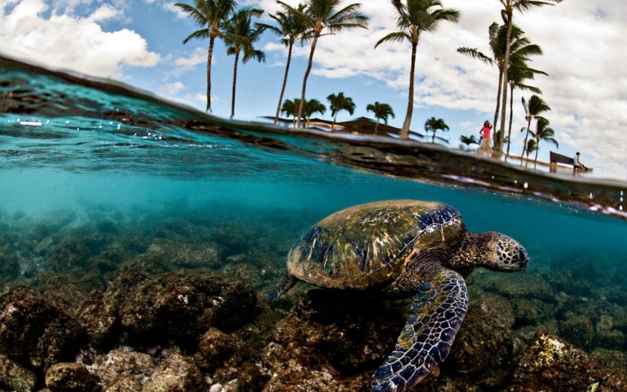 Turtle HD Backgrounds - PixelsTalk