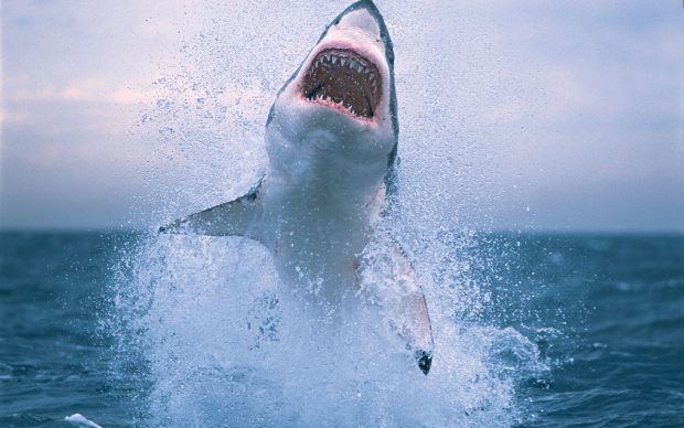 Shark Jump Desktop HD.