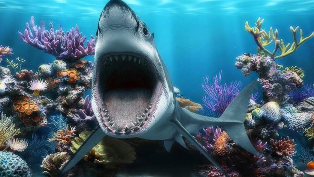 Sharks old big mouth great white shark fishtank dfun coral fish tank hd wallpapers.