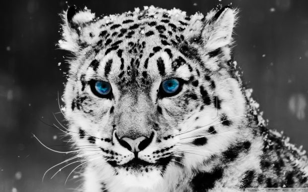Snow Leopard Black and White Portrait Wallpaper.