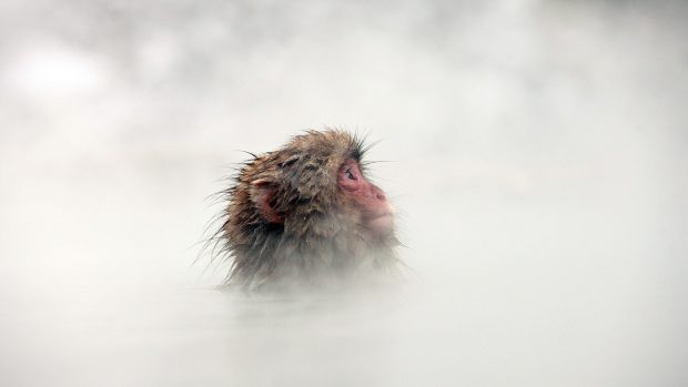 Snow Monkey Wallpapers.