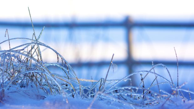 Snow frozen grass ice winter backgrounds.