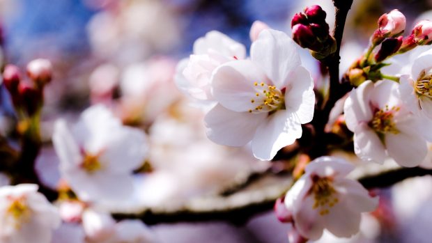 Spring Cherry Blossom Wallpapers.