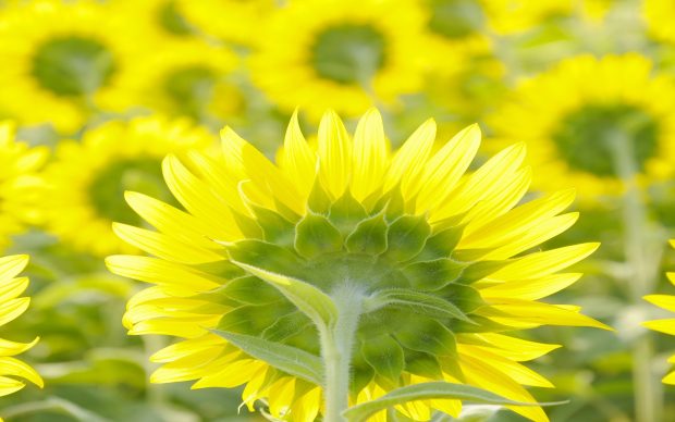 Sunflower field galaxy s3 wallpapers.