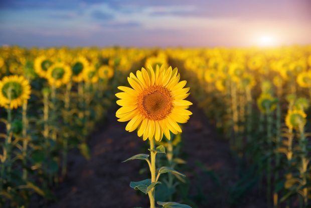 Sunshine flower wallpaper wide.