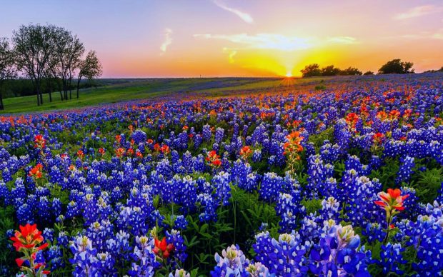 Texas Backgrounds wildflowers.