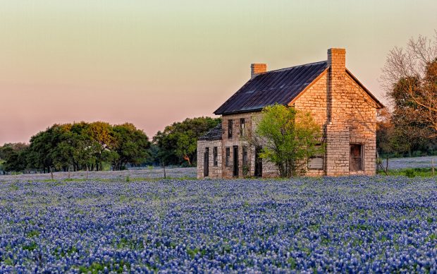 Texas sunlight blue flowers bluebonnet hd wallpaper backgrounds.