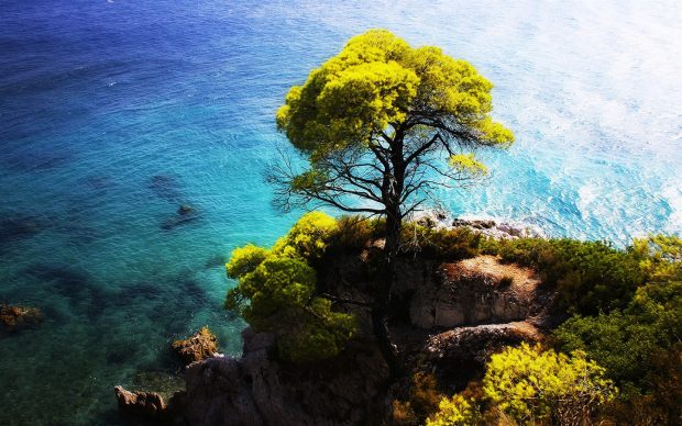 The Blue Sea Side Stands A Tree On The Cliff Wallpaper 1440x900.