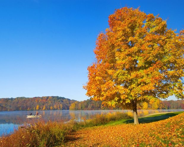 The One Red Leaf Tree in Autumn Wallpaper 1280x1024.