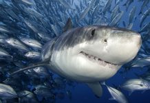 Tiger Shark Wallpaper HD.