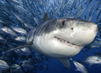 Tiger Shark Wallpaper HD.