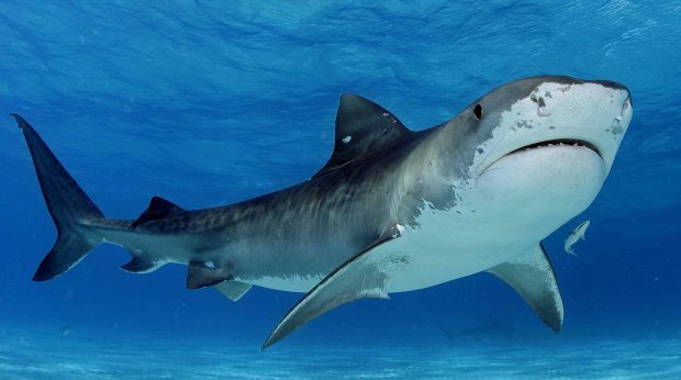 Tiger shark swimming pictures.