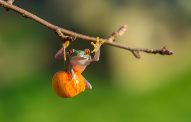 Tree frog wallpaper wide.