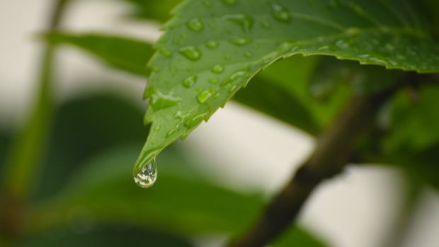 Trees green leaf dew nature walppaper branch tree macro image gallery.