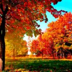 Autumn-trees Wide Desktop Background