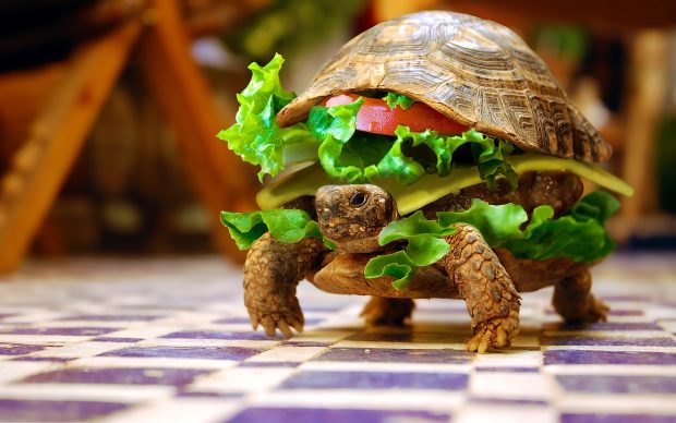 Turtle Burger Funny Images.