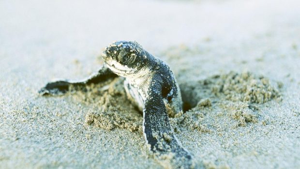 Turtle Coming From Sand Wallpaper.