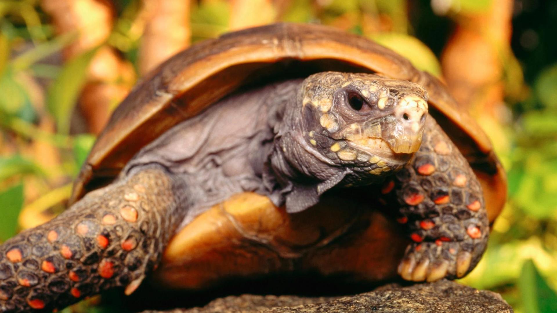 природа животные черепаха крупный план скачать