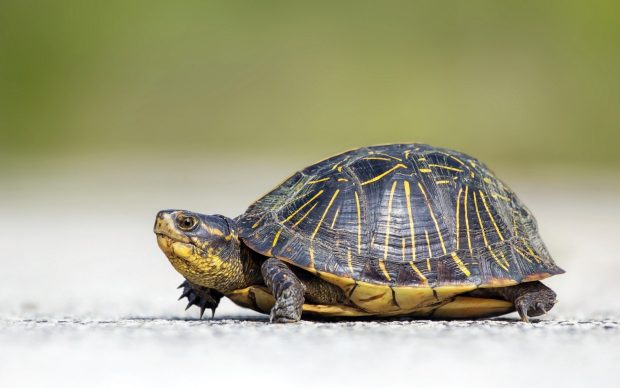 Turtle On Road Focus Wide HD Wallpaper.