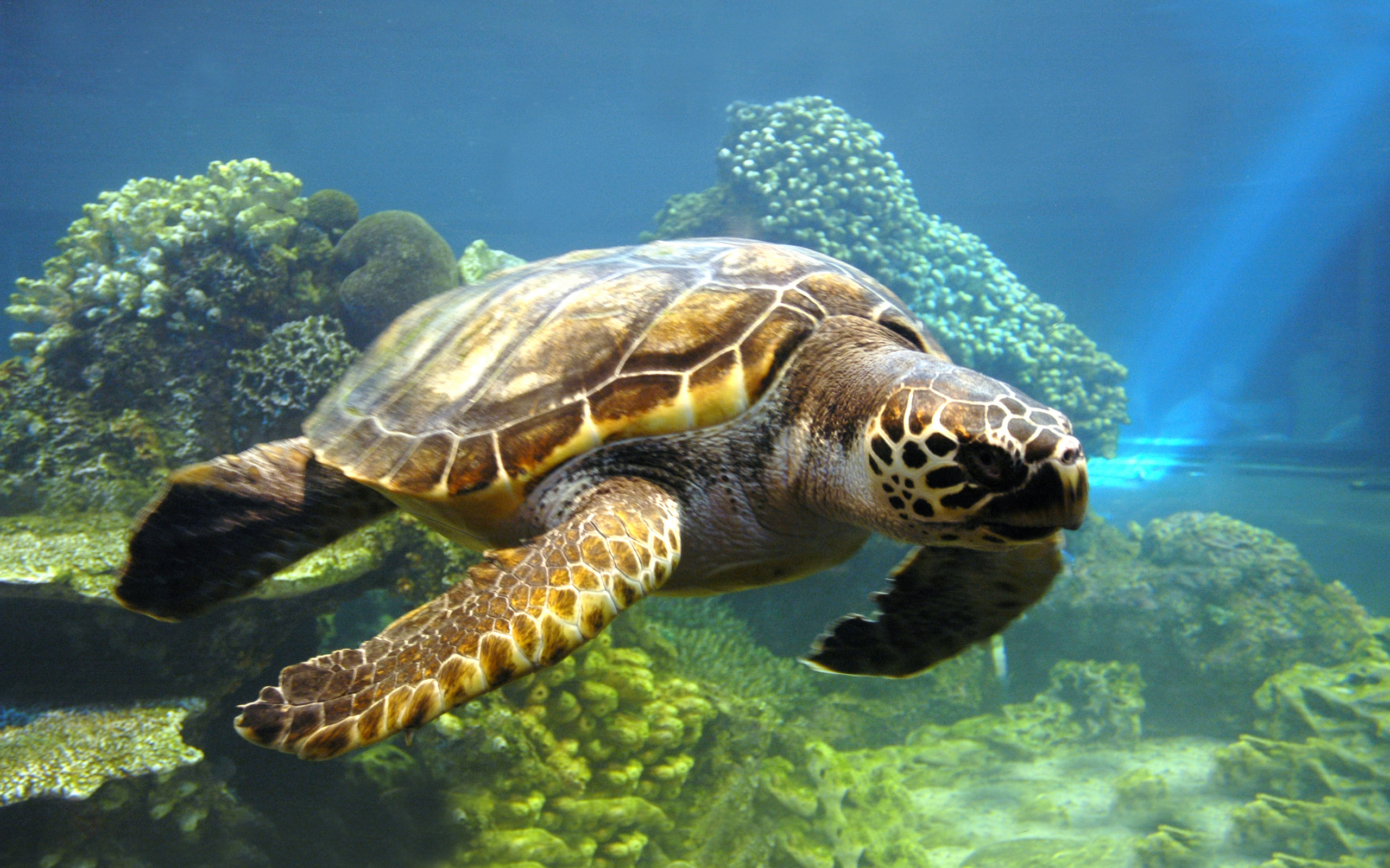Морская черепаха над водой бесплатно