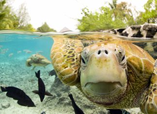 Face to Face with Green Sea Turtles