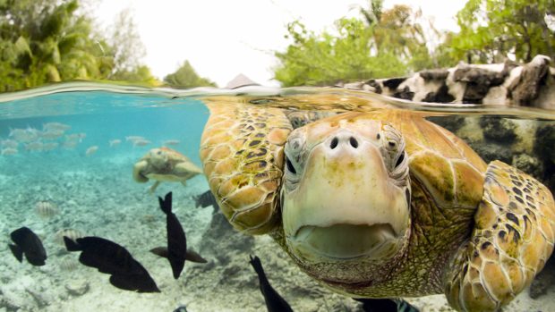 Face to Face with Green Sea Turtles