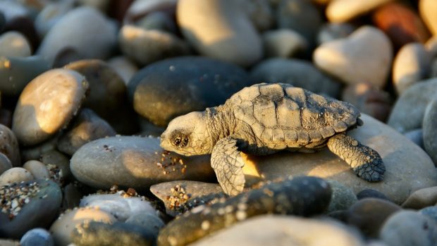 Turtle in Small Stones Backgrounds.