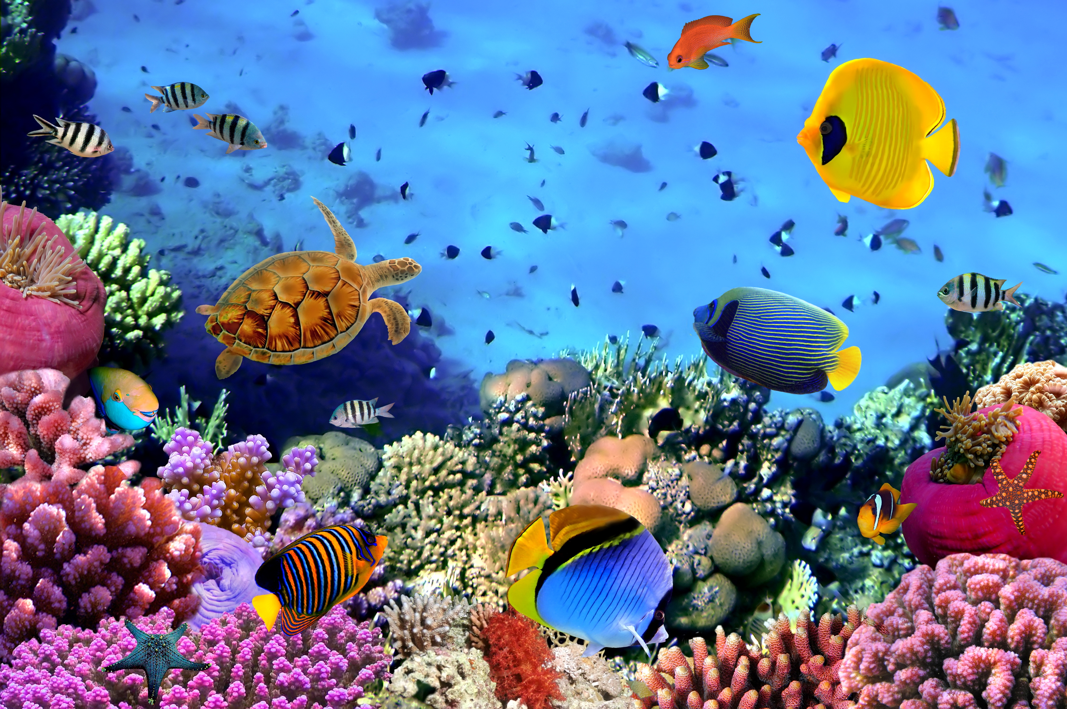  Underwater  Wallpapers  HD  PixelsTalk Net