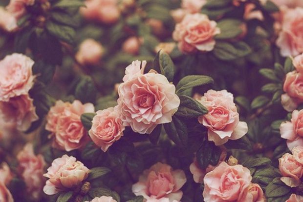 Vintage Flower Wallpaper.