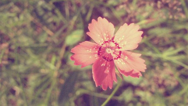 Vintage Flower Wallpaper Full Download.